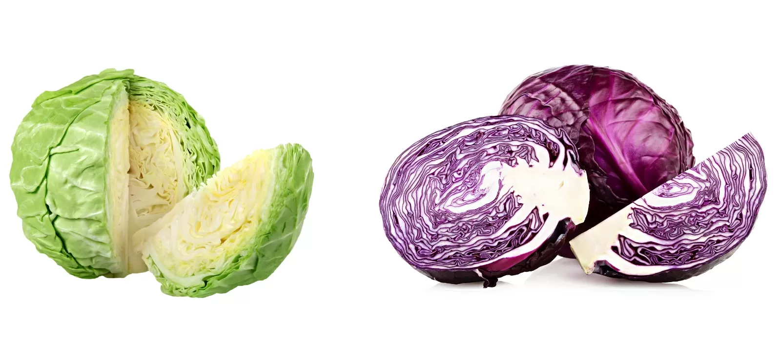 กะหล่ำปลีป้องกันมะเร็งลำไส้