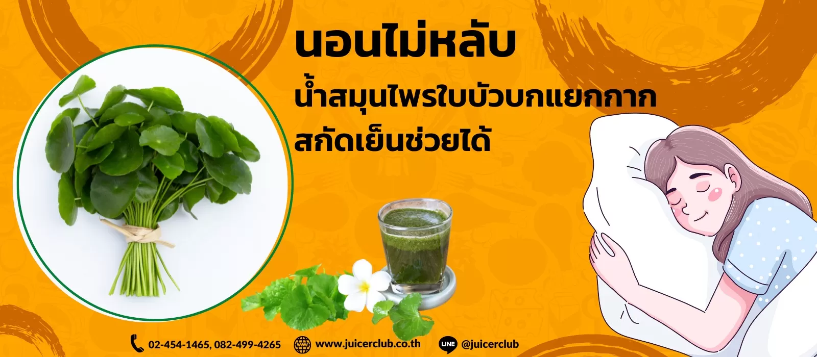 สมุนไพรใบบัวบก2